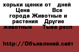 хорьки щенки от 35дней › Цена ­ 4 000 - Все города Животные и растения » Другие животные   . Тыва респ.